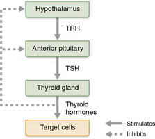 Hormonal regulation pathway: hypothalamus, pituitary, thyroid, target cells