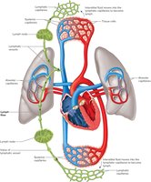 Lymphatic vessels transport excess fluid back to the blood