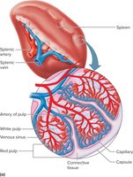 Structure of the spleen