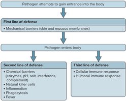 Body defenses against pathogens flowchart