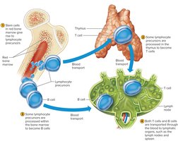 Production of B and T cells in bone marrow and thymus