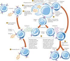 T and B cell activation