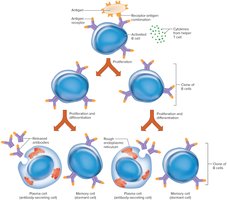 Actions of an activated B cell
