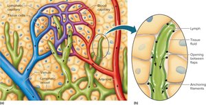 Lymphatic capillaries and their association with blood capillaries