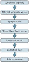 Flowchart of the lymphatic pathway