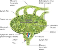 Section through a lymph node