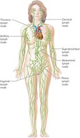 Locations of major lymph nodes in the human body