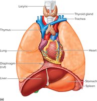 Location of the thymus gland in the thoracic cavity