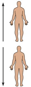 Directional terms: medial and lateral