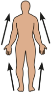 Regional terms for body areas