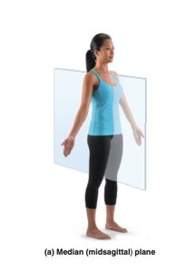 Median (midsagittal) plane