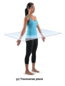 Transverse plane
