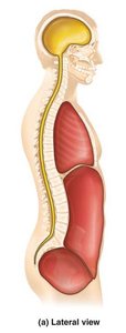 Dorsal and ventral body cavities
