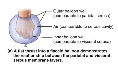 Serous membrane relationships
