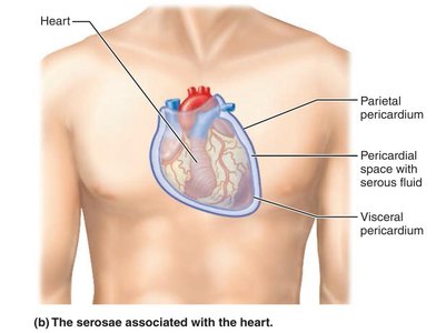 Serosae associated with the heart