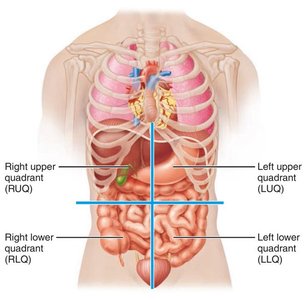 Four abdominopelvic quadrants