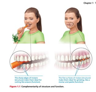 Complementarity of structure and function: incisors and molars