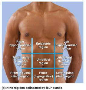 Nine regions with superficial organs