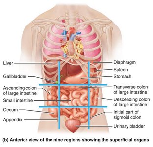 Nine regions showing superficial organs