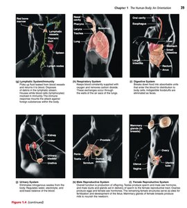 Major organ systems of the human body