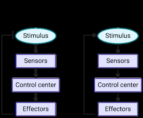 Negative and positive feedback loops