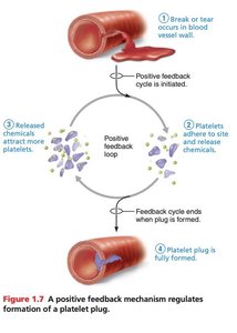 Positive feedback loop for platelet plug formation