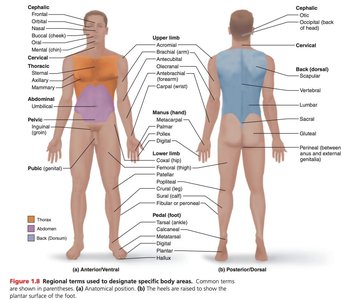 Anatomical position