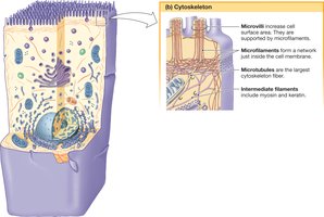 Cytoskeleton protein fibers table