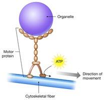 Motor protein movement