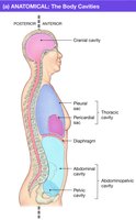 Anatomical body cavities