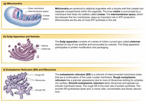 Mitochondria, Golgi, and ER