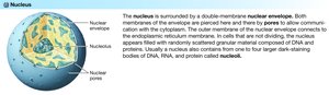 Nucleus structure