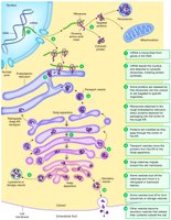 Protein synthesis and compartmentation