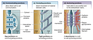 Types of cell junctions