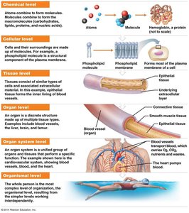 Levels of structural organization in the human body