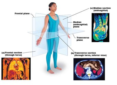 Body planes and sections