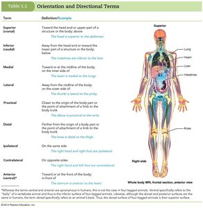 Orientation and directional terms table