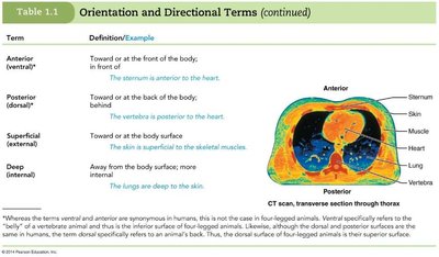 Orientation and directional terms table continued