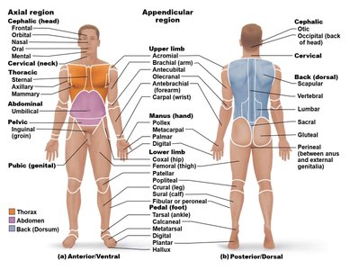 Detailed body regions and their names