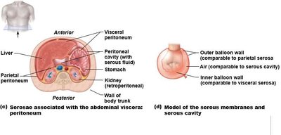 Serous membranes and cavities