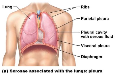 Serous membranes of the lungs: pleura