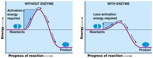 Activation energy with and without enzyme