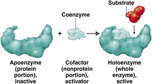 Apoenzyme, cofactor, and holoenzyme structure