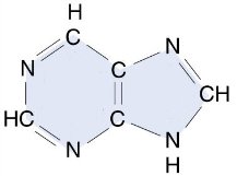 Purine base structure