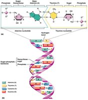 DNA double helix and base pairing