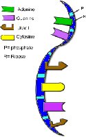 RNA structure and base pairing