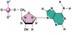 Adenine nucleotide structure