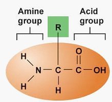 Generalized structure of an amino acid
