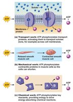 ATP and cellular work types