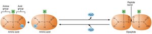 Dehydration synthesis and hydrolysis of peptide bonds